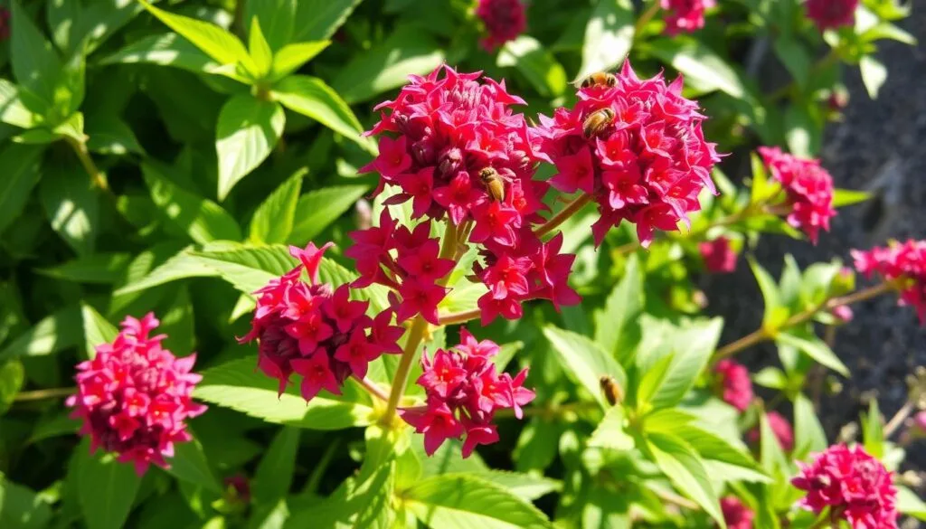 bee balm plant